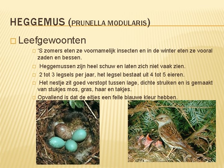 HEGGEMUS (PRUNELLA MODULARIS) � Leefgewoonten � ‘S zomers eten ze voornamelijk insecten en in
