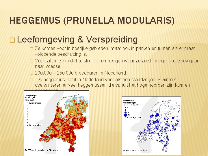 HEGGEMUS (PRUNELLA MODULARIS) � Leefomgeving � � & Verspreiding Ze komen voor in bosrijke