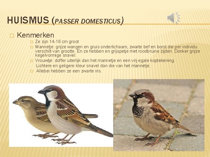 HUISMUS (PASSER DOMESTICUS) � Kenmerken � � Ze zijn 14 -16 cm groot Mannetje: