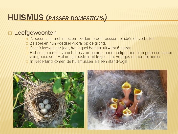 HUISMUS (PASSER DOMESTICUS) � Leefgewoonten � � � Voeden zich met insecten, zaden, brood,