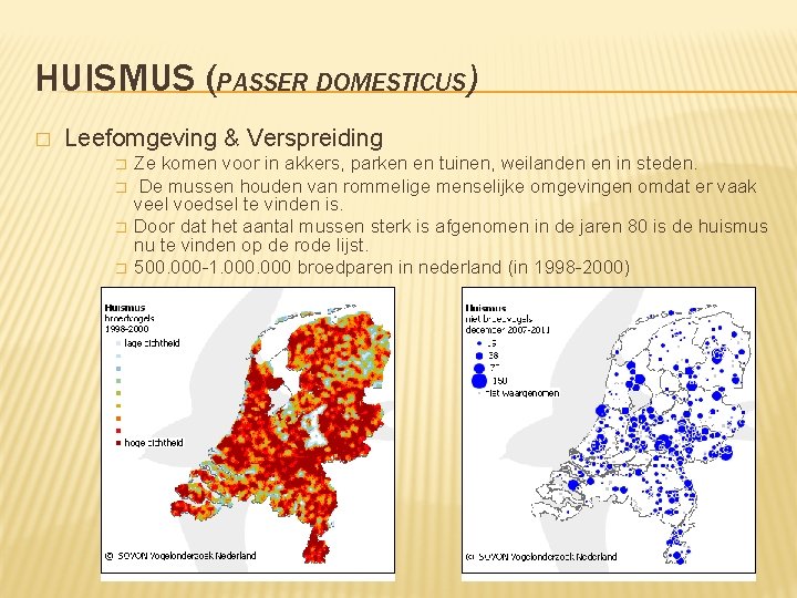 HUISMUS (PASSER DOMESTICUS) � Leefomgeving & Verspreiding � � Ze komen voor in akkers,