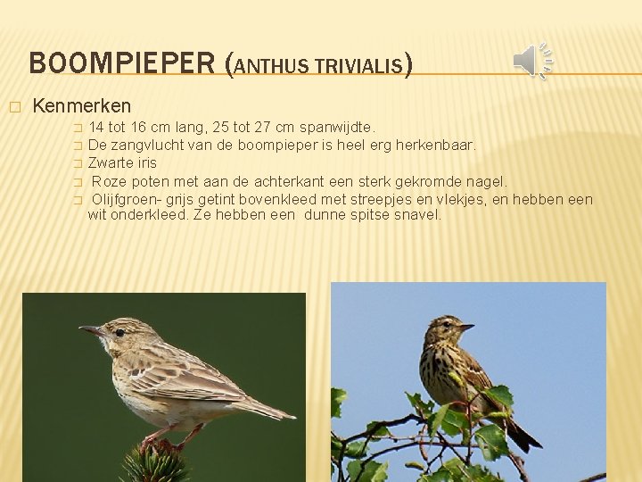 BOOMPIEPER (ANTHUS TRIVIALIS) � Kenmerken � � � 14 tot 16 cm lang, 25