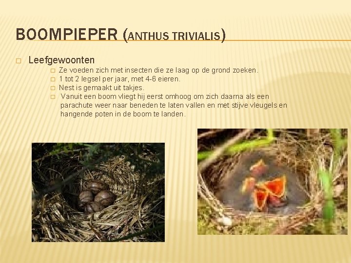 BOOMPIEPER (ANTHUS TRIVIALIS) � Leefgewoonten � � Ze voeden zich met insecten die ze