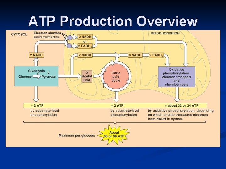 n Chapter 9 Cellular Respiration Harvesting Chemical Energy