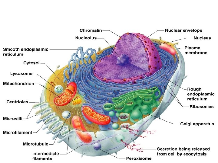 Cytoplasmic Organelles Figure 3. 4 
