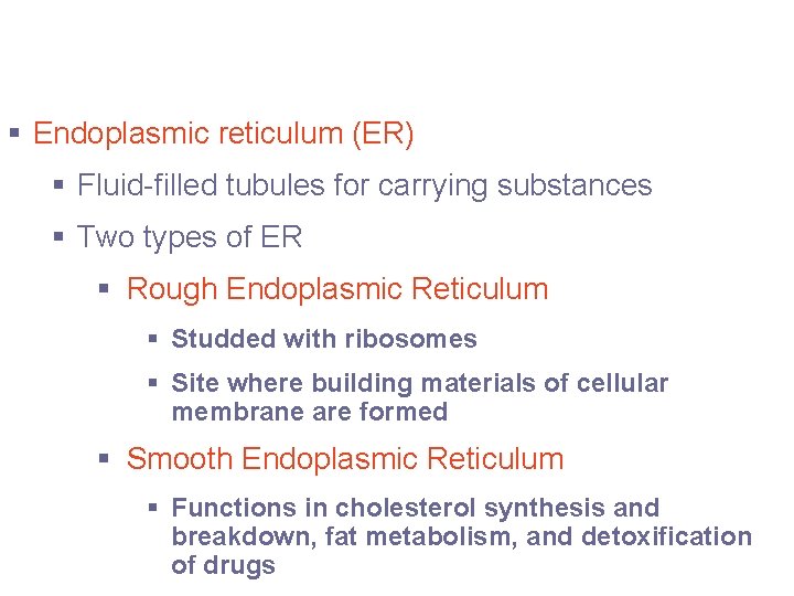 Cytoplasmic Organelles § Endoplasmic reticulum (ER) § Fluid-filled tubules for carrying substances § Two