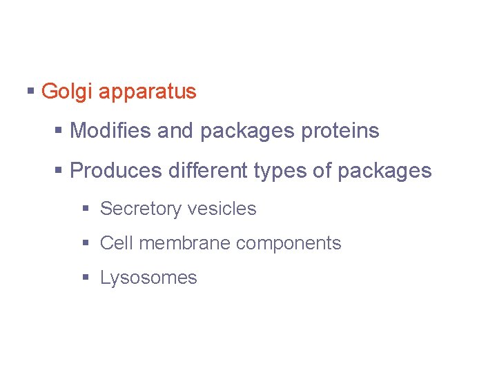 Cytoplasmic Organelles § Golgi apparatus § Modifies and packages proteins § Produces different types