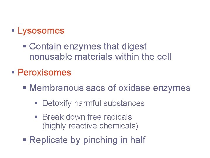 Cytoplasmic Organelles § Lysosomes § Contain enzymes that digest nonusable materials within the cell