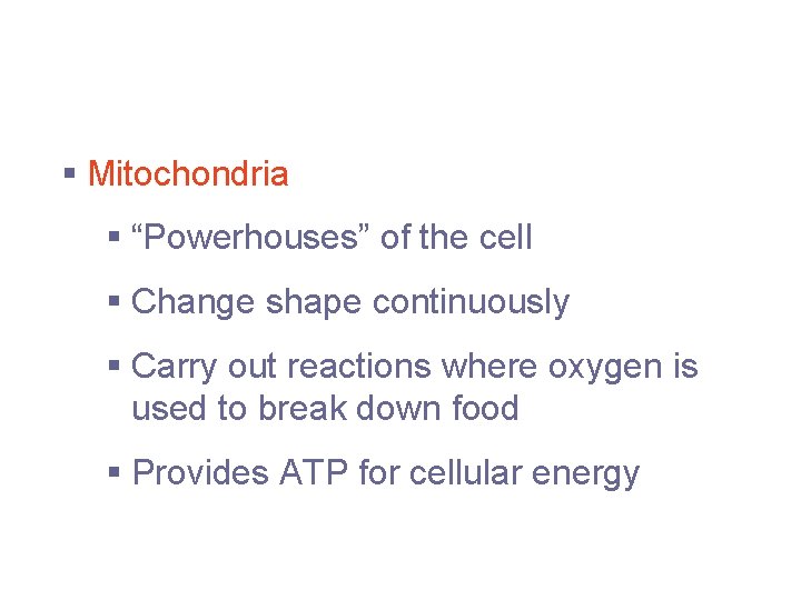 Cytoplasmic Organelles § Mitochondria § “Powerhouses” of the cell § Change shape continuously §