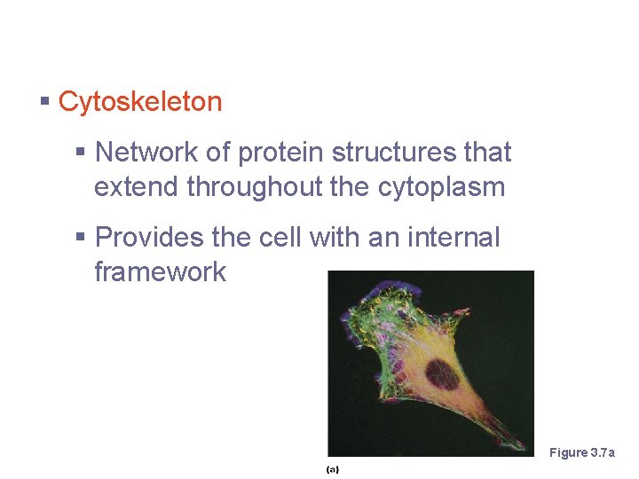 Cytoplasmic Organelles § Cytoskeleton § Network of protein structures that extend throughout the cytoplasm