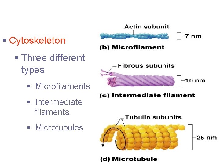 Cytoplasmic Organelles § Cytoskeleton § Three different types § Microfilaments § Intermediate filaments §