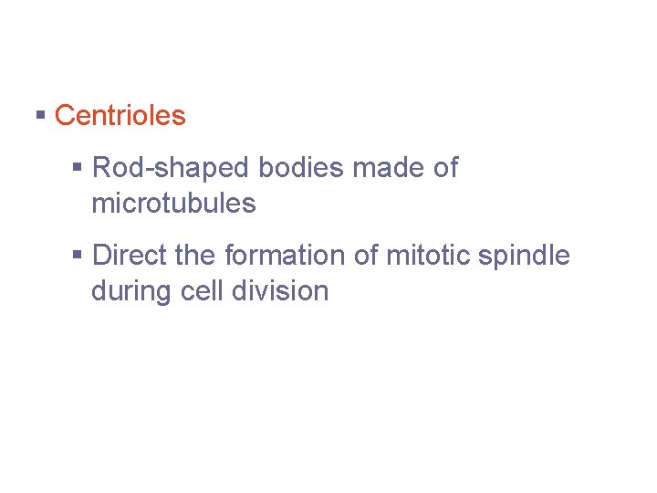 Cytoplasmic Organelles § Centrioles § Rod-shaped bodies made of microtubules § Direct the formation