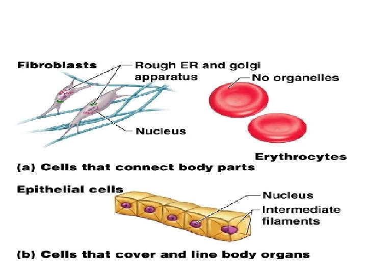 Cell Diversity Figure 3. 8 a–b 