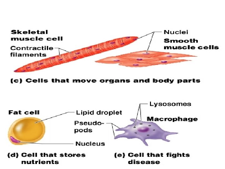 Cell Diversity Figure 3. 8 c 