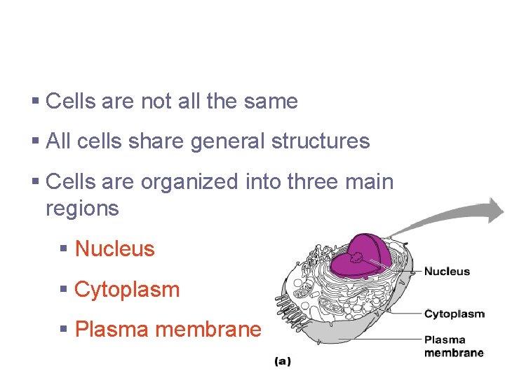 Anatomy of the Cell § Cells are not all the same § All cells