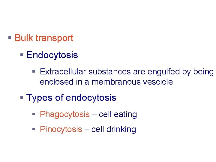 Active Transport Processes § Bulk transport § Endocytosis § Extracellular substances are engulfed by