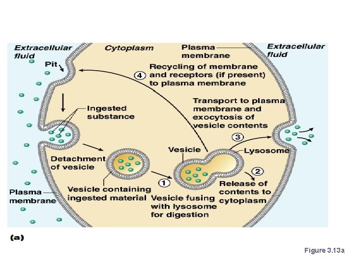 Endocytosis Figure 3. 13 a 
