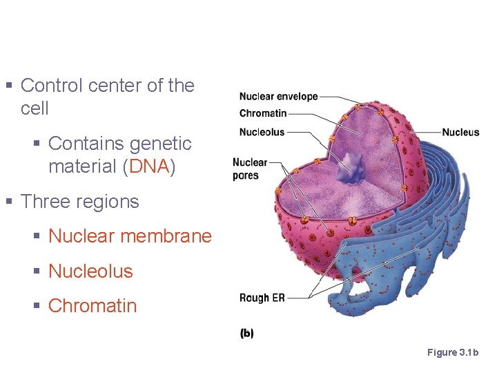 The Nucleus § Control center of the cell § Contains genetic material (DNA) §