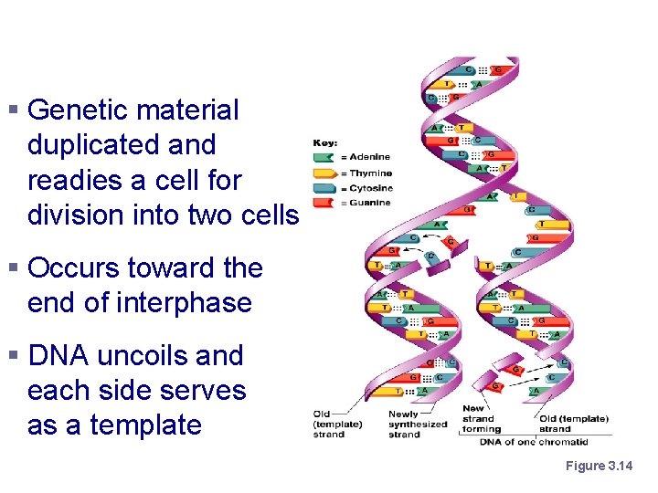 DNA Replication § Genetic material duplicated and readies a cell for division into two