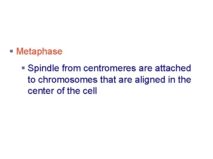 Stages of Mitosis § Metaphase § Spindle from centromeres are attached to chromosomes that