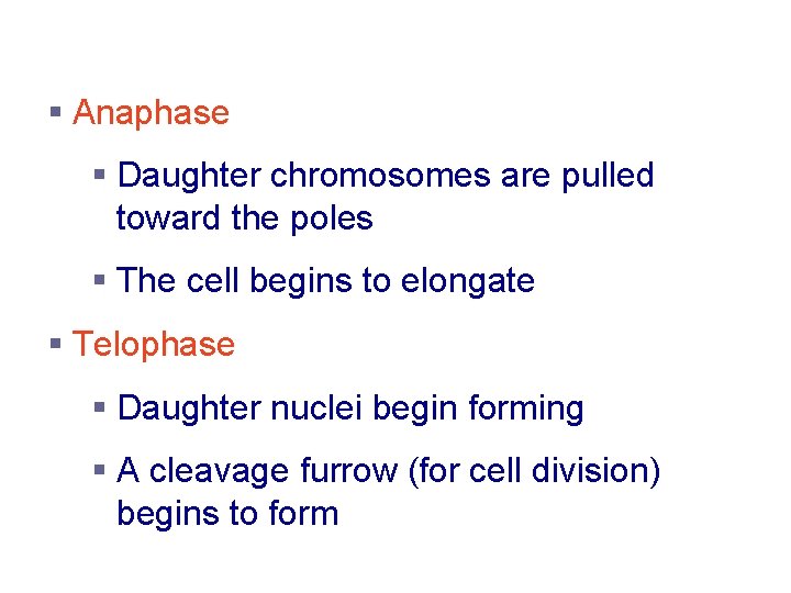 Stages of Mitosis § Anaphase § Daughter chromosomes are pulled toward the poles §