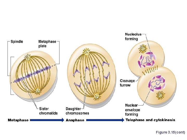 Stages of Mitosis Figure 3. 15(cont) 
