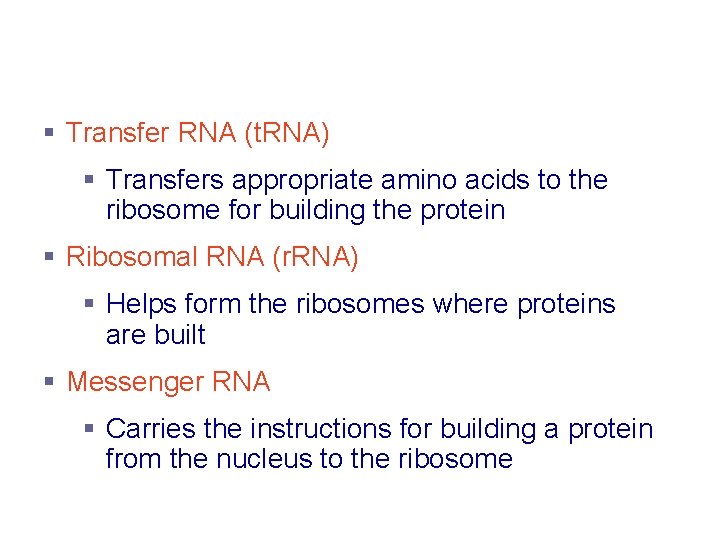 Role of RNA § Transfer RNA (t. RNA) § Transfers appropriate amino acids to