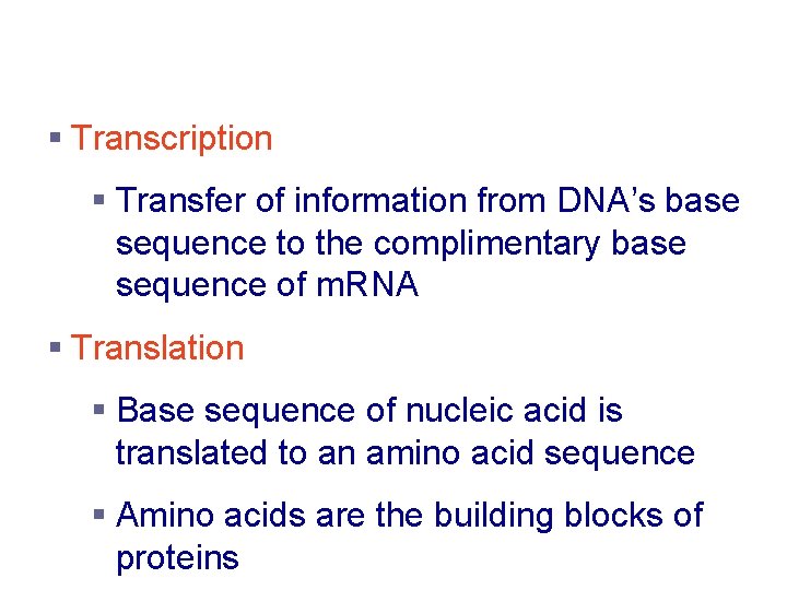 Transcription and Translation § Transcription § Transfer of information from DNA’s base sequence to