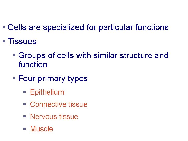 Body Tissues § Cells are specialized for particular functions § Tissues § Groups of