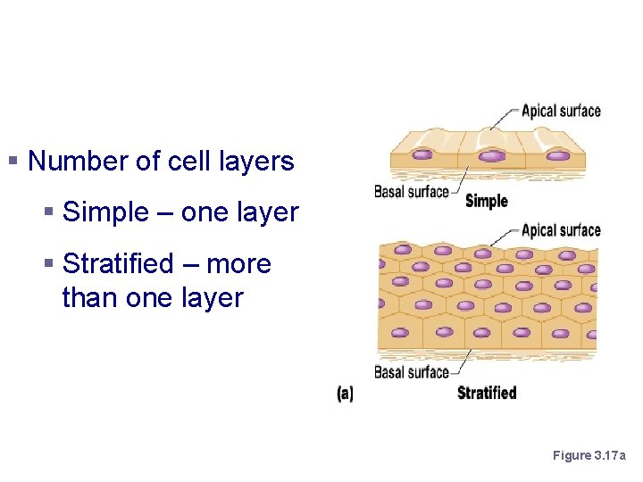 Classification of Epithelium § Number of cell layers § Simple – one layer §