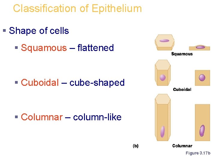 Classification of Epithelium § Shape of cells § Squamous – flattened § Cuboidal –