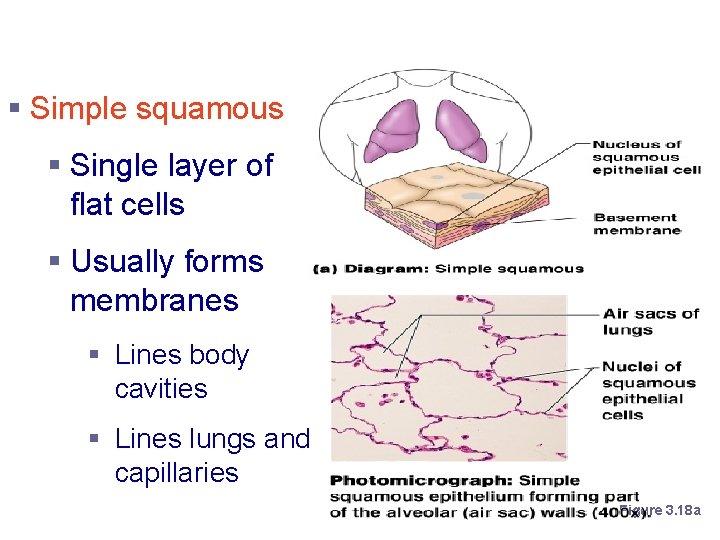 Simple Epithelium § Simple squamous § Single layer of flat cells § Usually forms