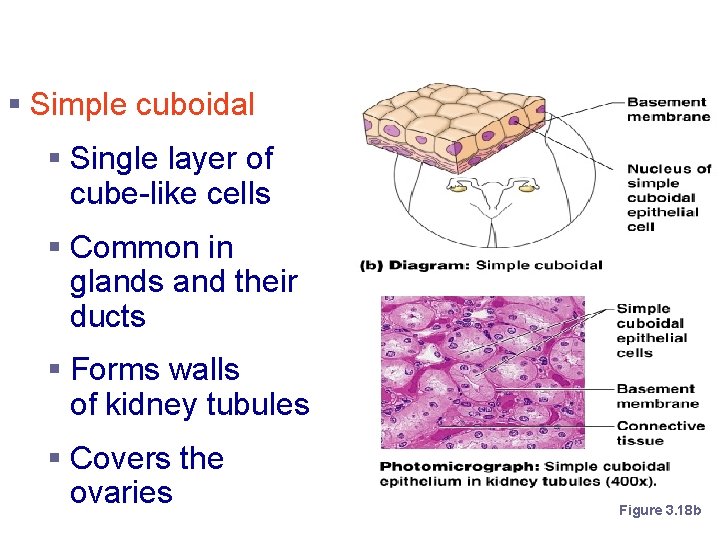 Simple Epithelium § Simple cuboidal § Single layer of cube-like cells § Common in