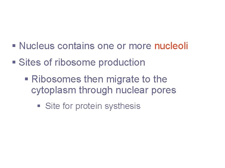 Nucleoli § Nucleus contains one or more nucleoli § Sites of ribosome production §