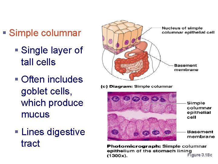 Simple Epithelium § Simple columnar § Single layer of tall cells § Often includes