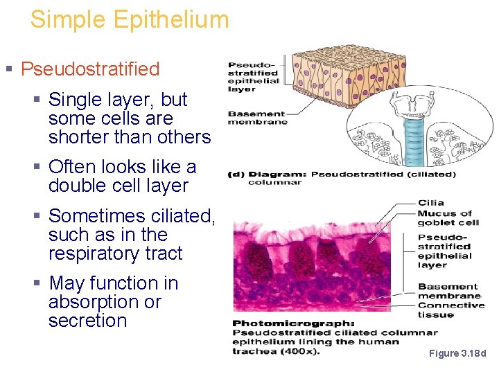 Simple Epithelium § Pseudostratified § Single layer, but some cells are shorter than others