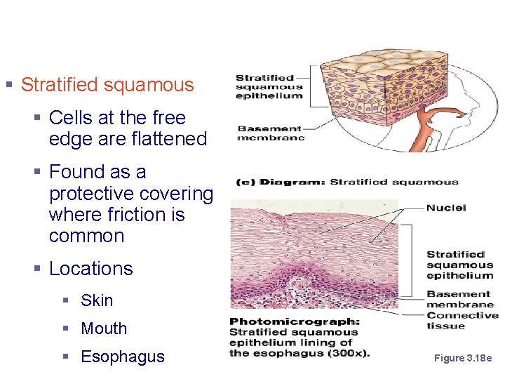 Stratified Epithelium § Stratified squamous § Cells at the free edge are flattened §