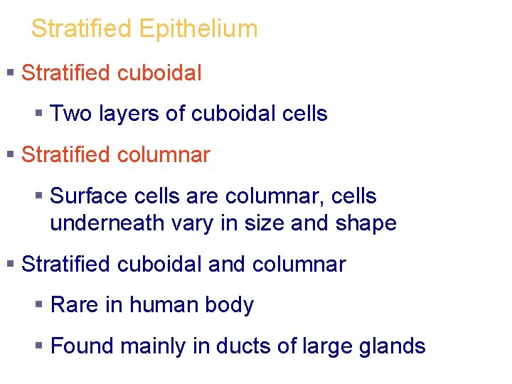 Stratified Epithelium § Stratified cuboidal § Two layers of cuboidal cells § Stratified columnar