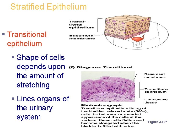 Stratified Epithelium § Transitional epithelium § Shape of cells depends upon the amount of