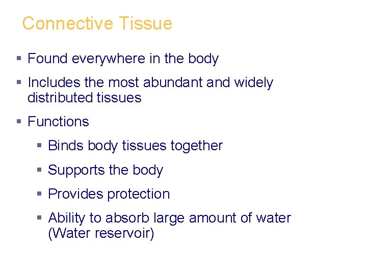 Connective Tissue § Found everywhere in the body § Includes the most abundant and