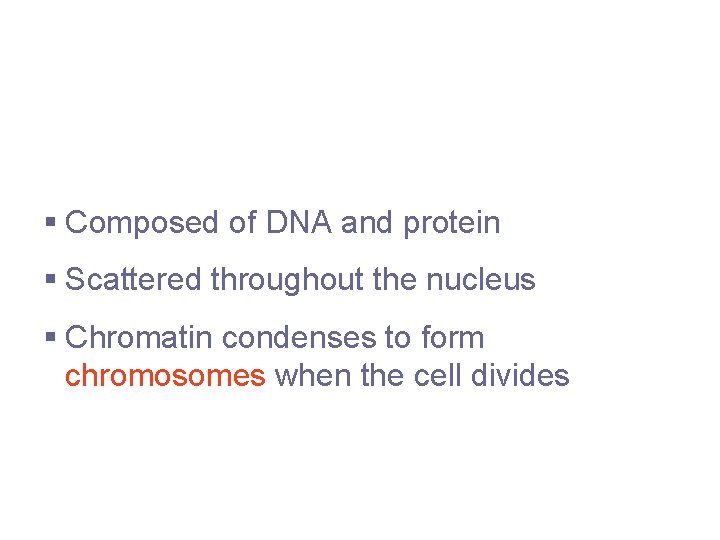 Chromatin § Composed of DNA and protein § Scattered throughout the nucleus § Chromatin