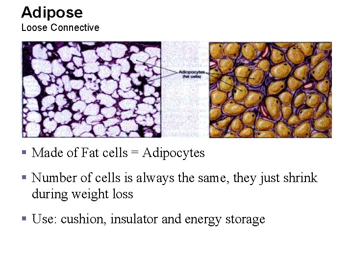 Adipose Loose Connective § Made of Fat cells = Adipocytes § Number of cells