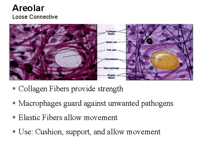 Areolar Loose Connective § Collagen Fibers provide strength § Macrophages guard against unwanted pathogens