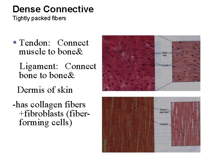 Dense Connective Tightly packed fibers § Tendon: Connect muscle to bone& Ligament: Connect bone