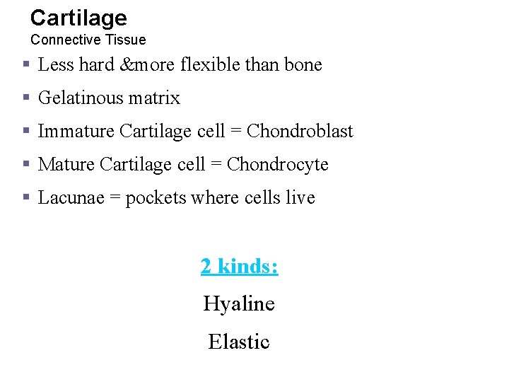 Cartilage Connective Tissue § Less hard &more flexible than bone § Gelatinous matrix §