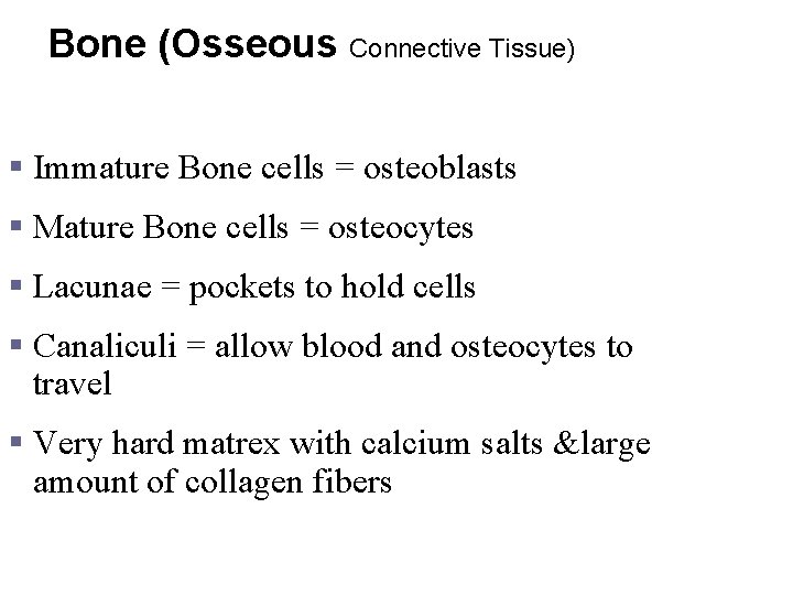 Bone (Osseous Connective Tissue) § Immature Bone cells = osteoblasts § Mature Bone cells