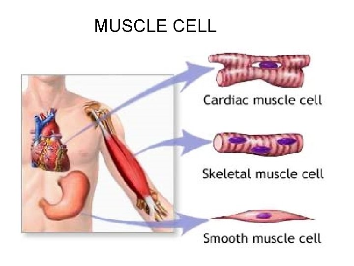 MUSCLE CELL 