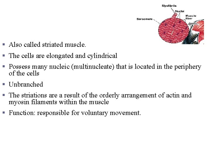 Skeletal muscle § Also called striated muscle. § The cells are elongated and cylindrical