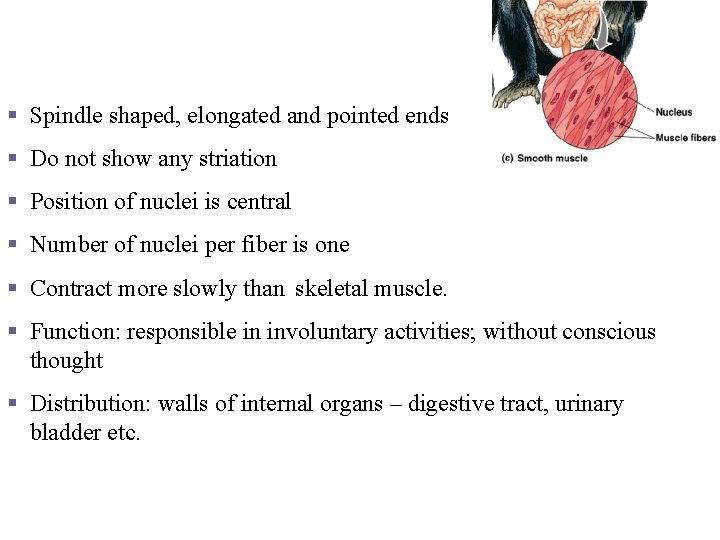 Smooth muscle § Spindle shaped, elongated and pointed ends § Do not show any