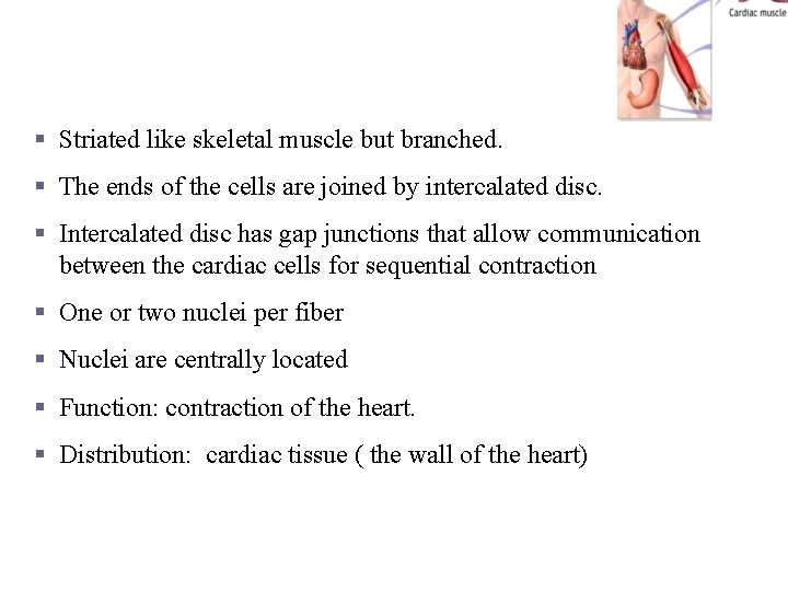 Cardiac muscle § Striated like skeletal muscle but branched. § The ends of the